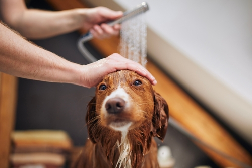 Professional dog bath and grooming service at Pet House & Spa Menifee CA