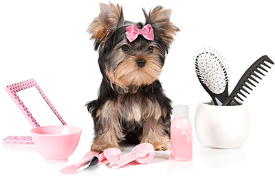 Safe and fun dog daycare at Pet House & Spa in Menifee CA